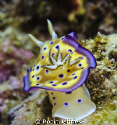 nudi at MICHAELMAS reef by Robin Jeffries 